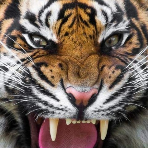 bengal01